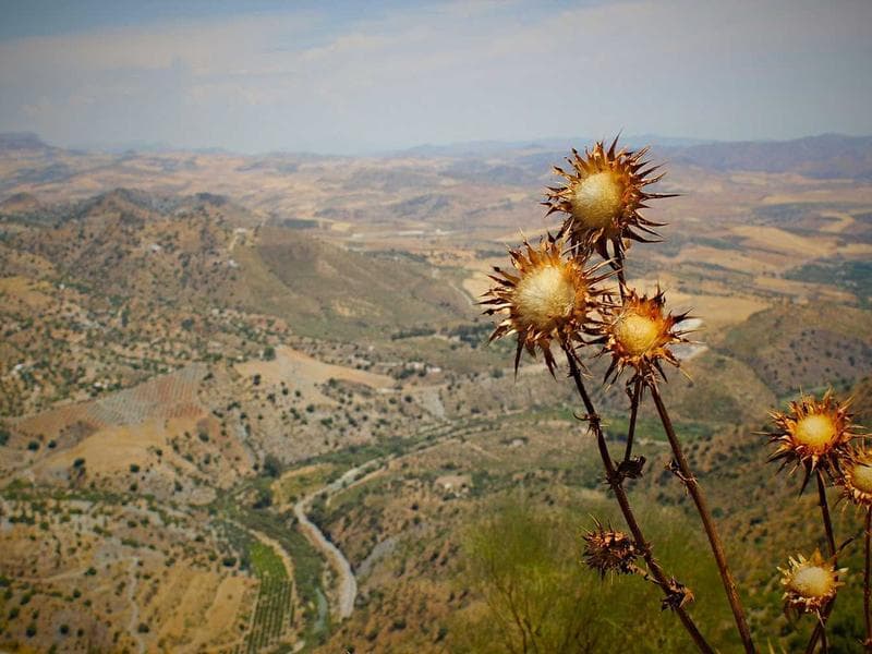 Codespaces costs ~€60/month per developer. And it still doesn't run Claude Code.